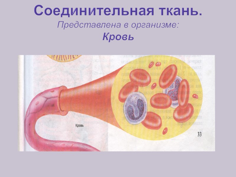 Соединительная ткань. Представлена в организме: Кровь